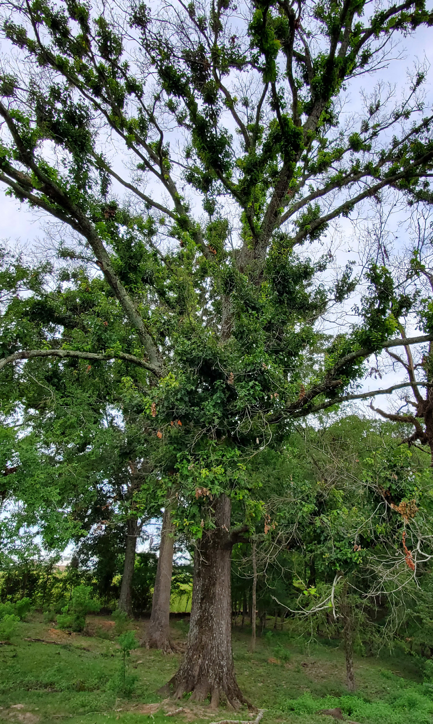 Tree trying to recover from freeze damage.